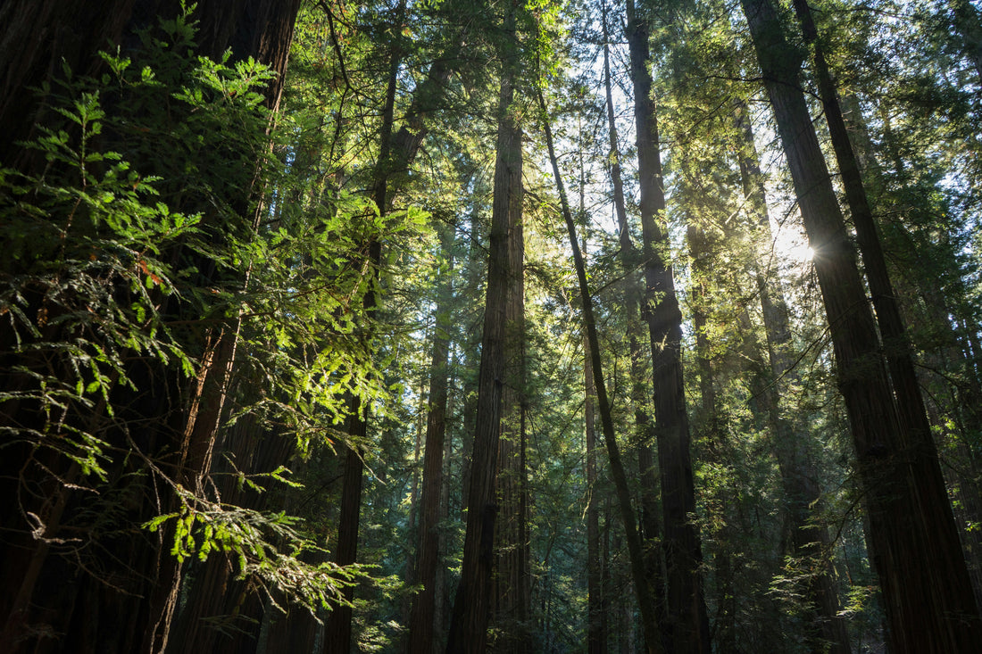 El viaje del papel sostenible: Cómo cuidar los bosques desde tu escritorio